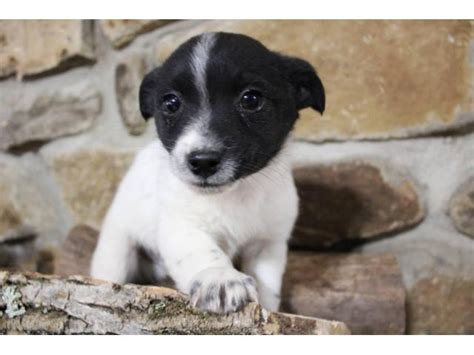 Health guarantee 5 days ago on PuppyFinder. . Puppies for sale cincinnati